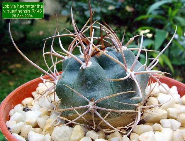 Lobivia_ haematantha _v.hualfinensis_ R146_ (Echinopsis haematantha)_ 06